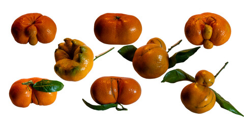 Deformed tangerines displaying natural mutations on white background