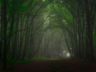 Obraz premium Creepy mysterious green foggy forest during autumn day with forest road and green foliage
