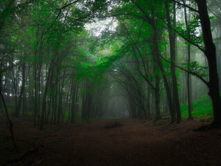 Fototapeta premium Creepy mysterious green foggy forest during autumn day with forest road and green foliage