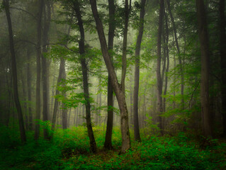 Fototapeta premium Mysterious green foggy forest during autumn day with trees