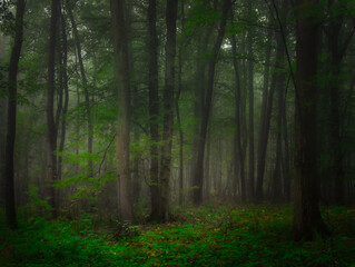 Mysterious green foggy forest during autumn day with trees