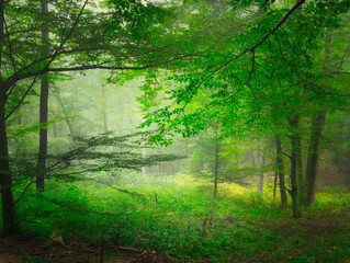 Fototapeta premium Mysterious green foggy forest during autumn day with trees