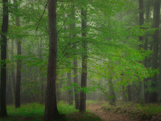 Fototapeta premium Creepy mysterious green foggy forest during autumn day with forest road and green foliage