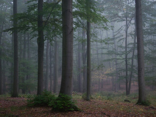 Naklejka premium Mysterious green foggy forest during autumn day with trees