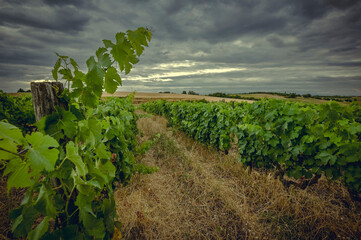 Morning Light on Vibrant Grape Leaves
