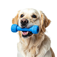 Golden Retriever Holding Toy on Transparent Background