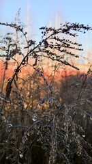 Dry plants with water droplets against a warm sky: natural autumn texture for botanical design, seasonal content, eco-friendly projects, presentations, social media, and print media