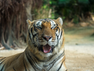 Close - up of a Tiger with Closed Eyes and Open Mouth