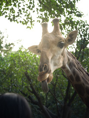 Giraffe Sticking Out Tongue with Green Trees and Sunlight in Background