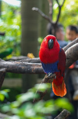 Colorful Parrot Perched on a Branch