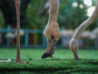 Fototapeta premium Close - up of Flamingo: Neck and Leg Details