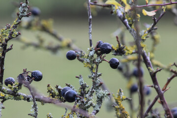 sloe berries on a hedge in winter