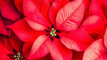 Obraz premium Bright Red Poinsettia Leaves Create a Vibrant Display During the Holiday Season in a Festive Setting