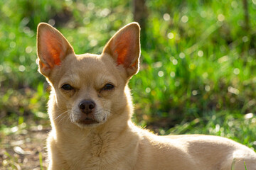 Pet enjoying spring sunlight on lawn | Домашній улюбленець насолоджується весняним сонцем на газоні