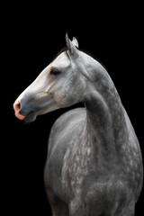 Grey horse on black
