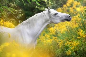 Horse in flowers