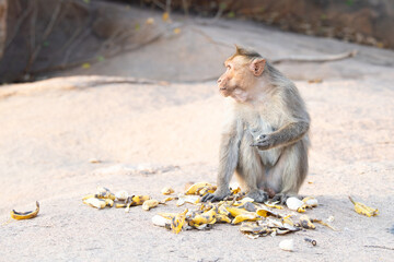 Rhesus monkey eating banana, barbary macaque ape, wildlife in urban environment, India, jungle and rainforest animal in city