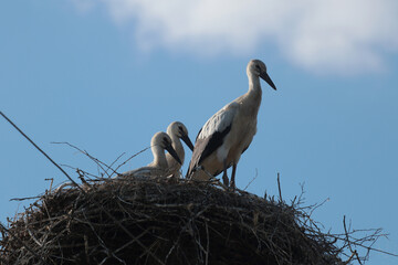 Three white storks stand in a large nest against a clear blue sky. The birds are resting and observing the surroundings - natural wildlife in a spring environment.
