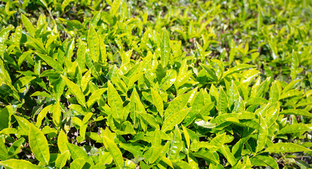 Tea field in Munnar, plantation in India, Kerala, Nilgiri hills , agriculture of Camellia Sansis plant
