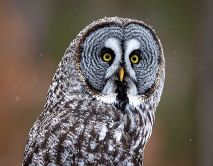 Obraz premium A striking great gray owl stares intently with bright yellow eyes in a blurred forest scene