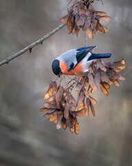 Eurasian bullfinch (Pyrrhula pyrrhula) foraging on a branch Bird photography taken in Sweden in November.	