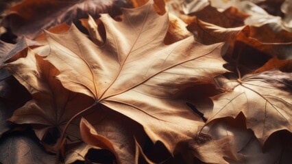 Close-up of a pile of dead, dried maple leaves in various shades of brown, autumn detail