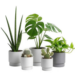 Obraz premium Collection of modern houseplants in stylish pots, studio capture