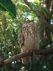 Owl Resting with Closed Eyes on a Branch in the Forest