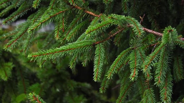Close-up video of pine tree branches swaying in the wind. Needles move gently near the camera, natural motion with forest background. Captured in 4K ultra HD with soft light, perfect for nature videos