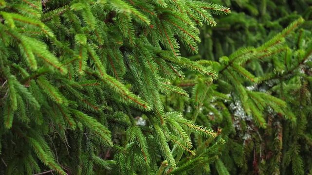 Close-up video of pine tree branches swaying in the wind. Needles move gently near the camera, natural motion with forest background. Captured in 4K ultra HD with soft light, perfect for nature videos