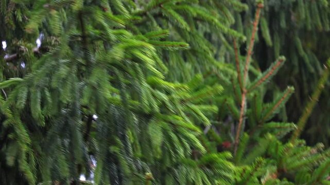 Close-up video of pine tree branches swaying in the wind. Needles move gently near the camera, natural motion with forest background. Captured in 4K ultra HD with soft light, perfect for nature videos