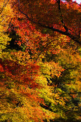 Fototapeta premium 紅葉