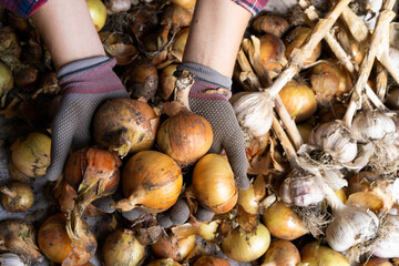 harvesting onions close-up with gloved hands, growing vegetables