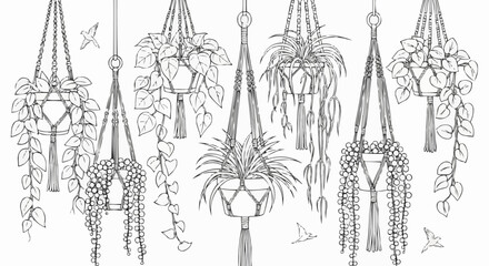 Collection of Hand-Drawn Macrame Plant Hangers with Various Plants.
