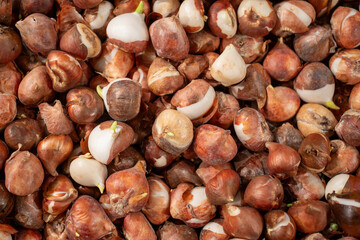 Large heap of tulip bulbs variety Apeldoorn, Darwin hybrid group