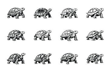 Twelve Detailed Black and White Turtle Illustrations on a White Background