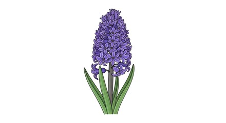 Obraz premium Vibrant Purple Hyacinth Flower Botanical Illustration