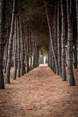 Pinewood path leading through a dense forest, creating a natural tunnel and inviting a peaceful journey. In Pineto, Abruzzo, Italy