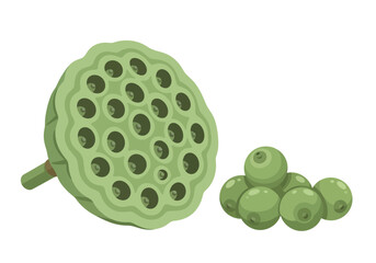 A stylized green lotus pod displays its distinctive honeycomb structure alongside a small cluster of smooth, spherical seeds