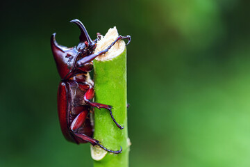 Rhinoceros beetles,  Rhinoceros beetles Insects sitting on a branch, close-up, macro