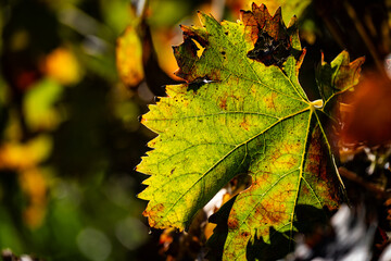 Grape leaf showing autumn colors transitioning from green to yellow, red, and brown in an Italian vineyard