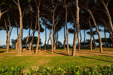 Pine tree trunks creating shadows on green grass in Pineto, Abruzzo, Italy, with the Adriatic Sea visible