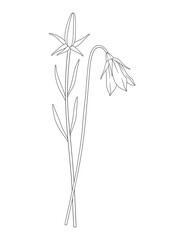 Bouquet of two buds and leaves. Bunch of blooming perennial wildflowers. Line art, minimal style, contour plants. Botanical hand-drawn elements for design projects. Vector illustration