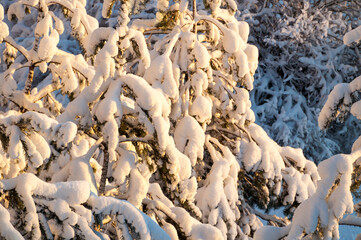 Winter forest fir tree covered with snow and lit by evening sunlight, winter landscape of natural fir trees
