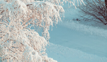 Winter forest trees background, frosty winter tree branches on the background of the snowy landscape, vintage tones applied