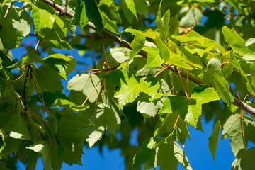 Beautiful close-up of lush foliage of maple tree Acer buergerianum (Trident Maple) against blue sky in public landscape city park Krasnodar or 'Galitsky park'. Fresh nature background concept