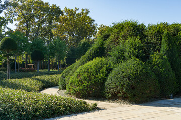 Row of artistically pruned topiary Yew Taxus baccata (English yew) in smooth, rounded shapes, lining paved walkway with gravel and greenery in landscape city park Krasnodar or 'Galitsky park'