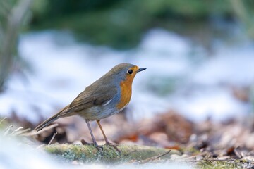 A cute european robin looks for food on the ground in winter. Portrait of a redbreast in the nature habitat.  Erithacus rubecula