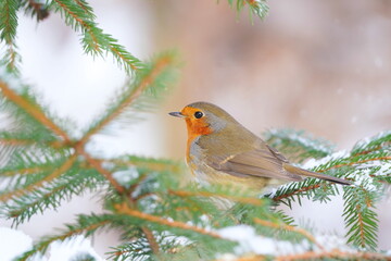 A european robin sits on a snowy spruce tree. Portrait of a redbreast in the nature habitat.  Erithacus rubecula