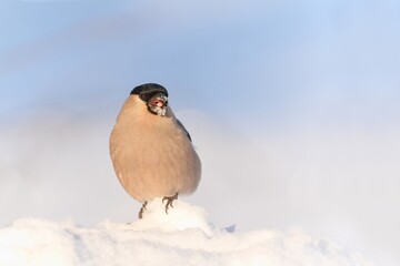 A female bullfinch sits in the snow, blue sky in the background. A bullfinch in the nature habitat. Pyrrhula pyrrhula